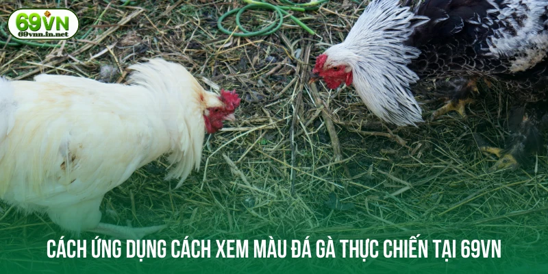 Cách ứng dụng cách xem màu đá gà thực chiến tại 69VN