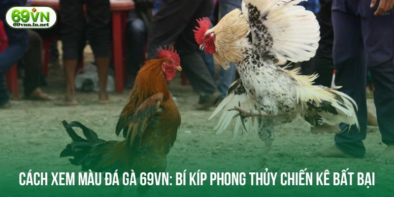 Cách xem màu đá gà