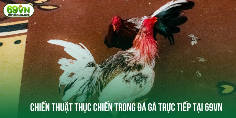 Chiến thuật thực chiến trong đá gà trực tiếp tại 69VN