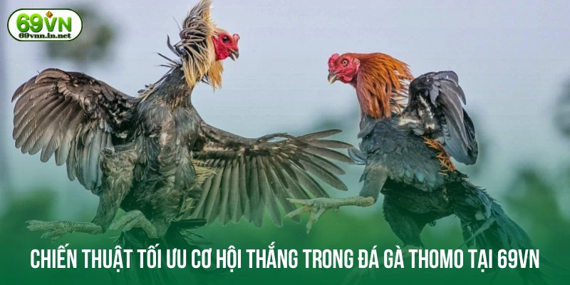 Chiến thuật tối ưu cơ hội thắng trong đá gà Thomo tại 69VN