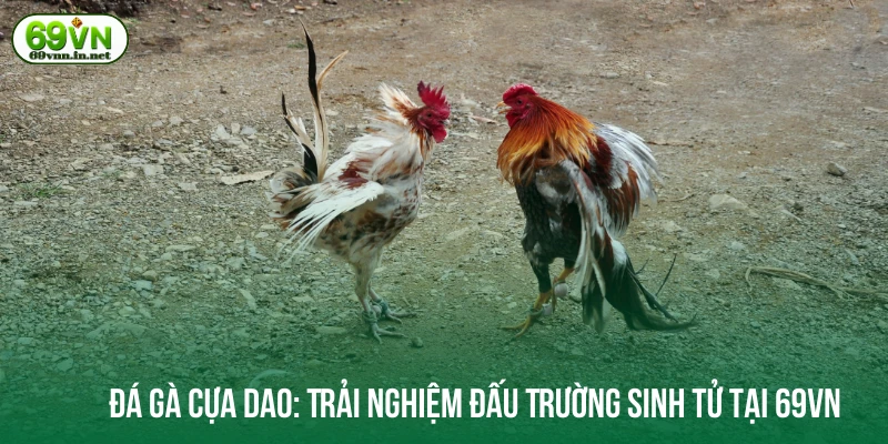 Đá gà cựa dao