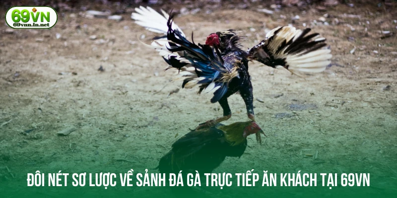 Đôi nét sơ lược về sảnh đá gà trực tiếp ăn khách tại 69VN