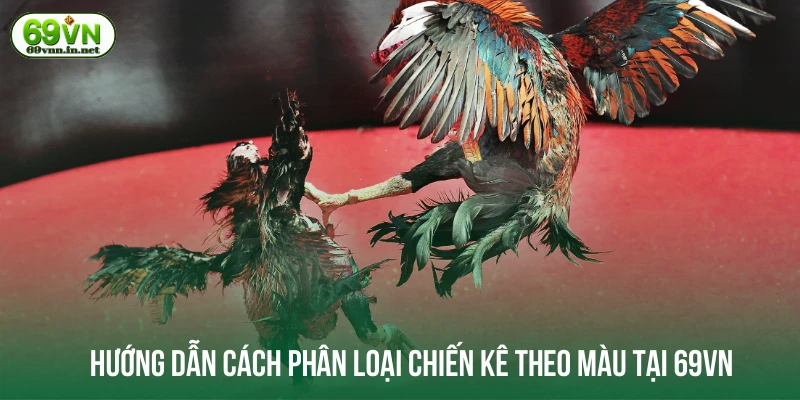 Hướng dẫn cách phân loại chiến kê theo màu tại 69VN