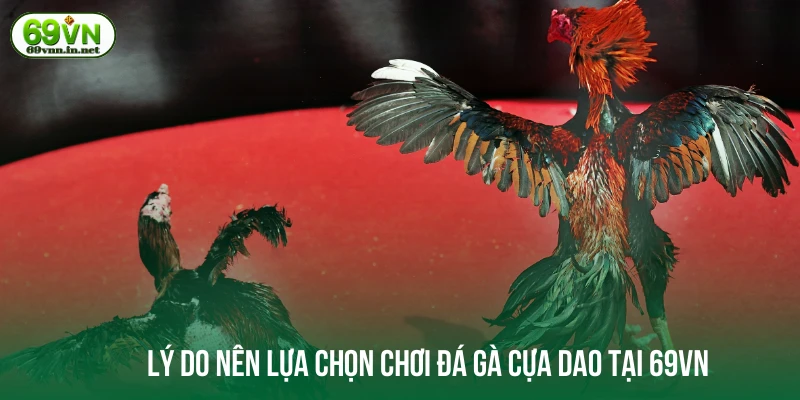 Lý do nên lựa chọn chơi đá gà cựa dao tại 69VN