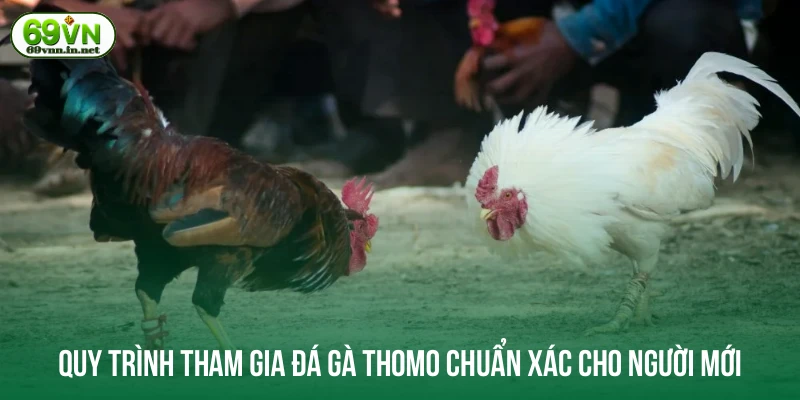 Quy trình tham gia đá gà Thomo chuẩn xác cho người mới