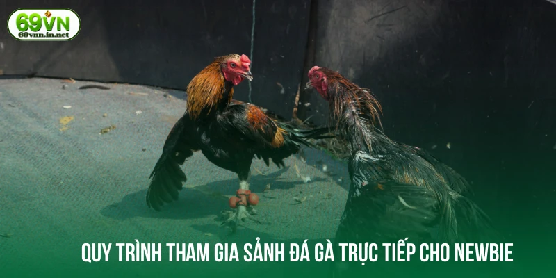 Quy trình tham gia sảnh đá gà trực tiếp cho newbie