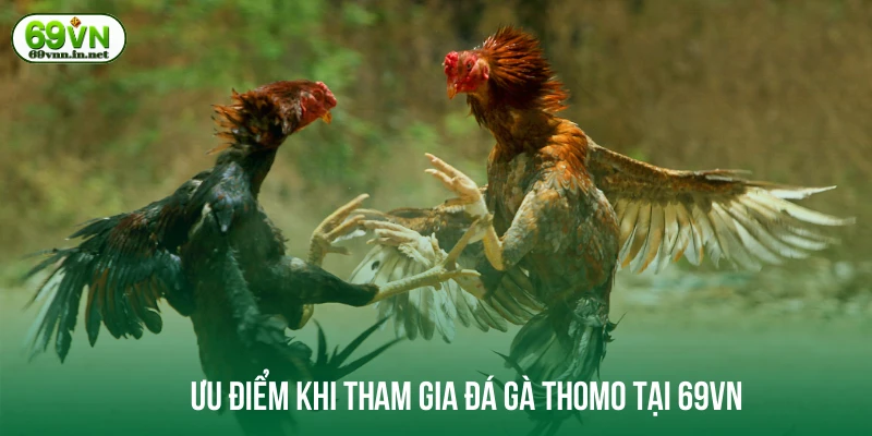 Ưu điểm khi tham gia đá gà Thomo tại 69VN