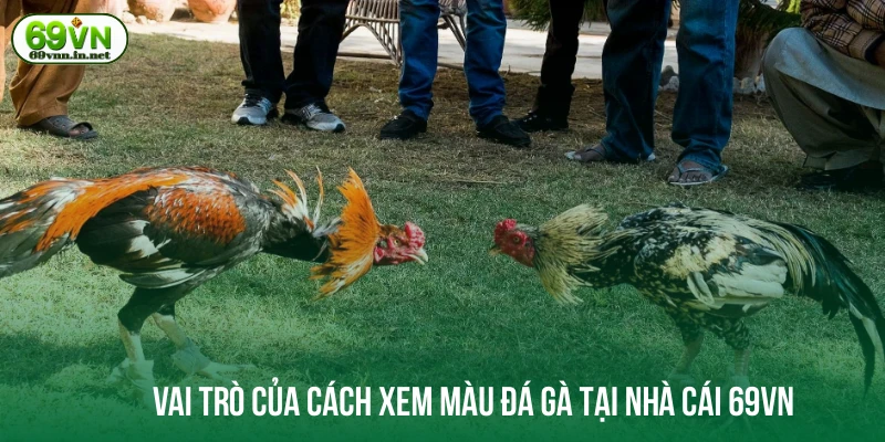 Vai trò của cách xem màu đá gà tại nhà cái 69VN